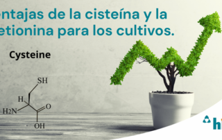 cisteína
